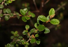 Pomaderris racemosa