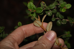 Pomaderris racemosa, photograph (c) Greg Tasney, some rights reserved (CC BY-SA)