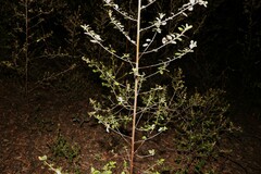 Pomaderris racemosa, photograph (c) Greg Tasney, some rights reserved (CC BY-SA)