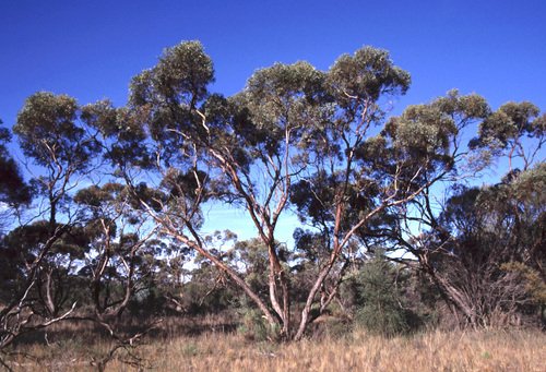 Eucalyptus efflorescens