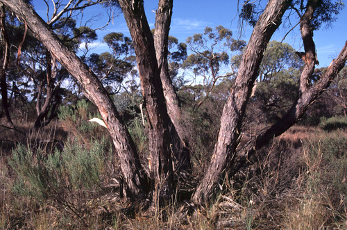 Eucalyptus efflorescens 2