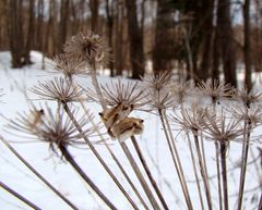 Angelica sylvestris