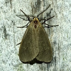 Pagara simplex