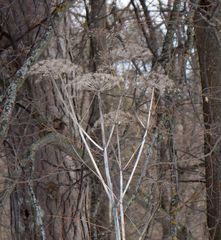 Angelica sylvestris