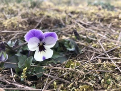 Viola tricolor