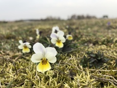 Viola tricolor