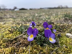 Viola tricolor