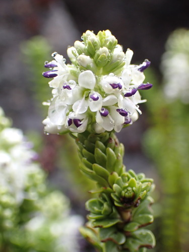 Image of Veronica murrellii by (c) naturewatchwidow, some rights reserved (CC BY)