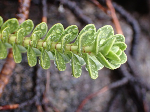 Image of Veronica murrellii by (c) naturewatchwidow, some rights reserved (CC BY)