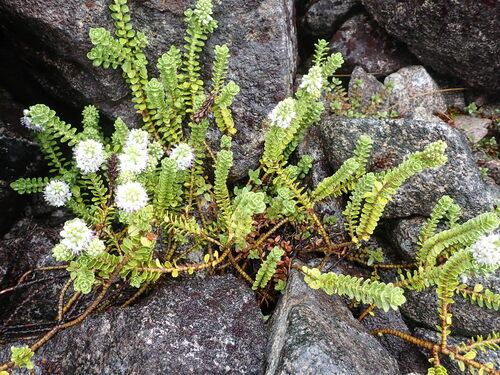 Image of Veronica murrellii by (c) naturewatchwidow, some rights reserved (CC BY)