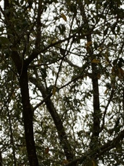 Zonotrichia albicollis