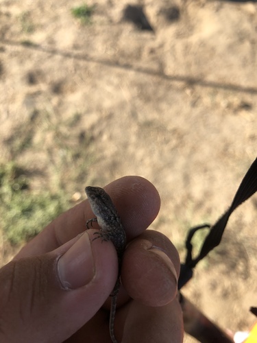 iNaturalist observation photo of Western Fence Lizard
