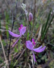 Calopogon pallidus