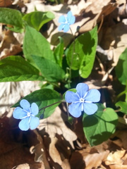 Omphalodes verna
