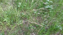 Nassella leucotricha