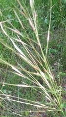 Nassella leucotricha