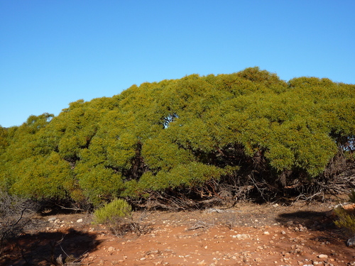 Kalbarri Mallee (Eucalyptus fruticosa)