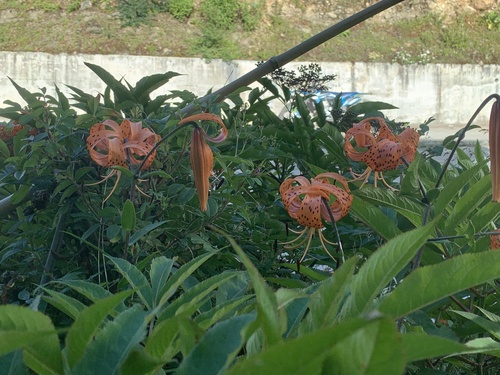 Tiger lily (Lilium lancifolium)