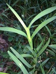 Stenotaphrum dimidiatum