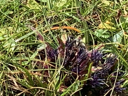 Saussurea stella, photograph 5