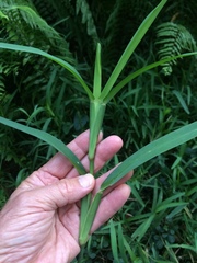 Stenotaphrum dimidiatum
