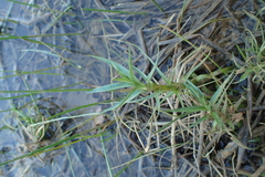 Mentha cervina