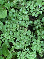 Meadow rue (Circaeaster agrestis)
