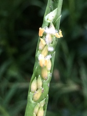 Stenotaphrum dimidiatum