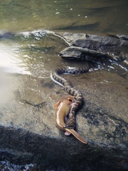 Nerodia sipedon