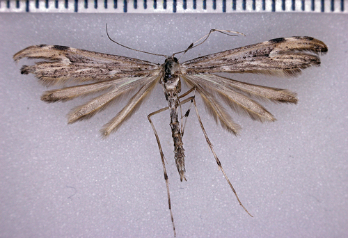 Rogenhofer's Plume Moth