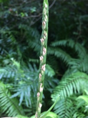 Stenotaphrum dimidiatum