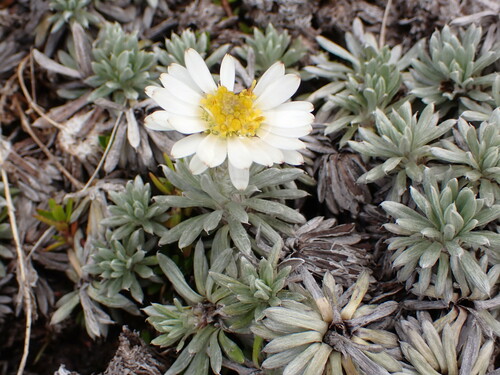 Image of Celmisia hectorii by (c) naturewatchwidow, some rights reserved (CC BY)