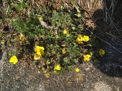 Potentilla verna