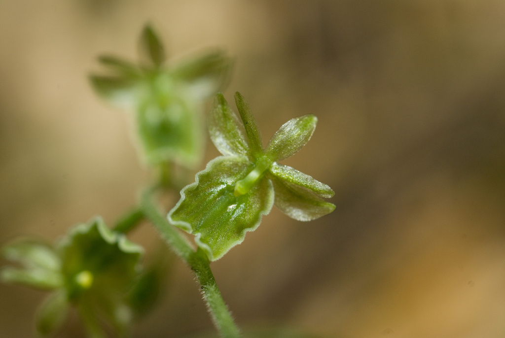 Neottia meifongensis