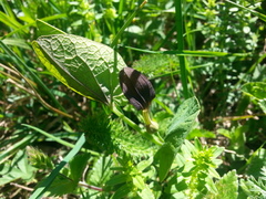 Aristolochia rotunda