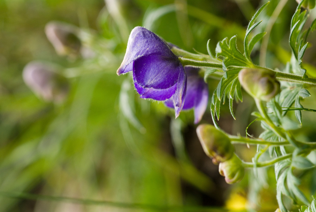 Aconitum fukutomei; photograph (c) Licheng Shih, some rights reserved (CC BY)