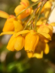 Berberis negeriana