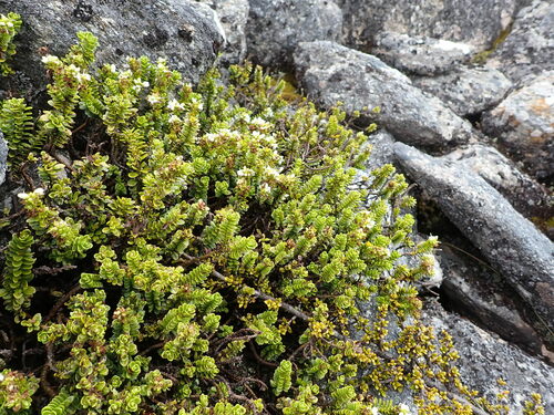 Image of Veronica murrellii by (c) naturewatchwidow, some rights reserved (CC BY)