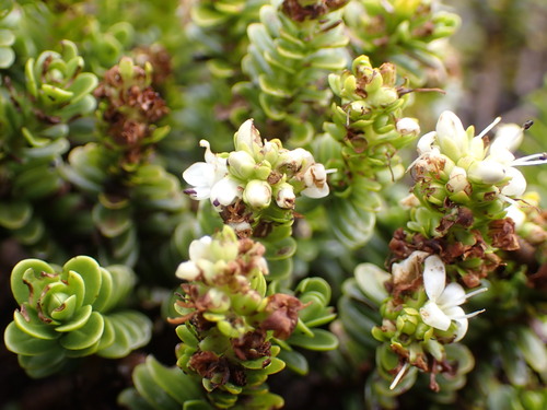 Image of Veronica murrellii by (c) naturewatchwidow, some rights reserved (CC BY)
