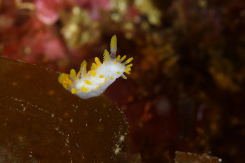 Orange-clubbed Sea Slug