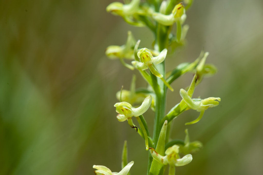 Platanthera longibracteata