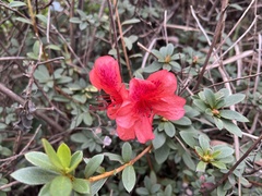 Rhododendron simsii