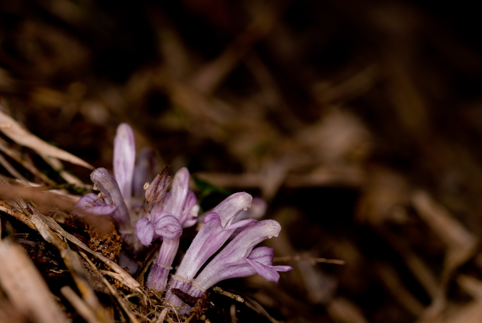 Lathraea purpurea