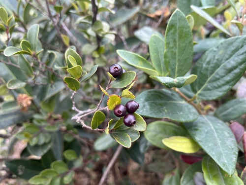 Syzygium buxifolium