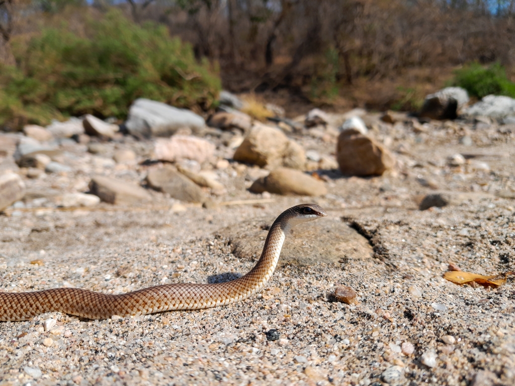 Eastern Rufous Beaked Snake from Hurungwe, Zimbabwe on December 22 ...