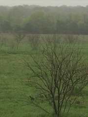 Myiarchus cinerascens