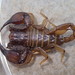 Euscorpius aquilejensis - Photo (c) Emanuele Santarelli, some rights reserved (CC BY-SA), uploaded by Emanuele Santarelli