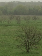 Myiarchus cinerascens