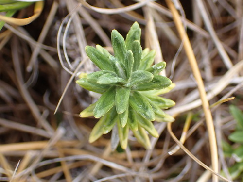 Image of Celmisia walkeri by (c) naturewatchwidow, some rights reserved (CC BY)