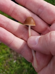 Psathyrella atrospora